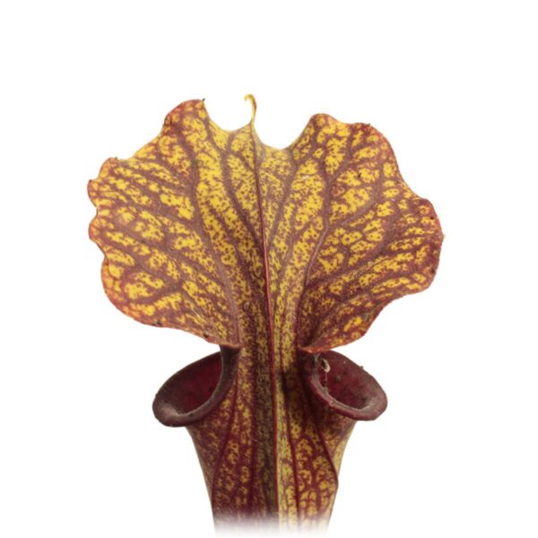 Sarracenia Hybrid 01 x flava var. ornata {Gorge rouge solide avec des veines diffuses autour du cou} [Apalachicola National Forest, Forida] F88 MK DFH10