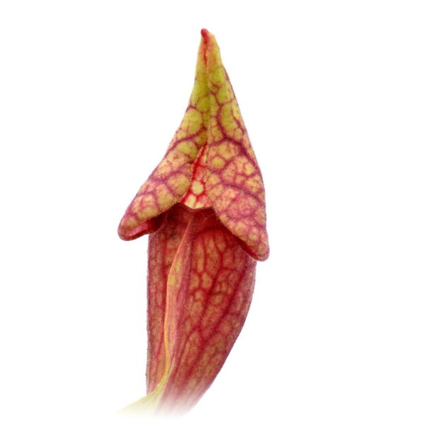 Sarracenia purpurea smurf