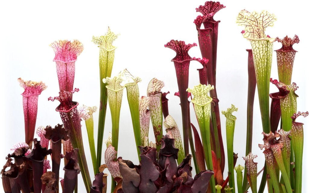 Sarracenia and Its Hybrids