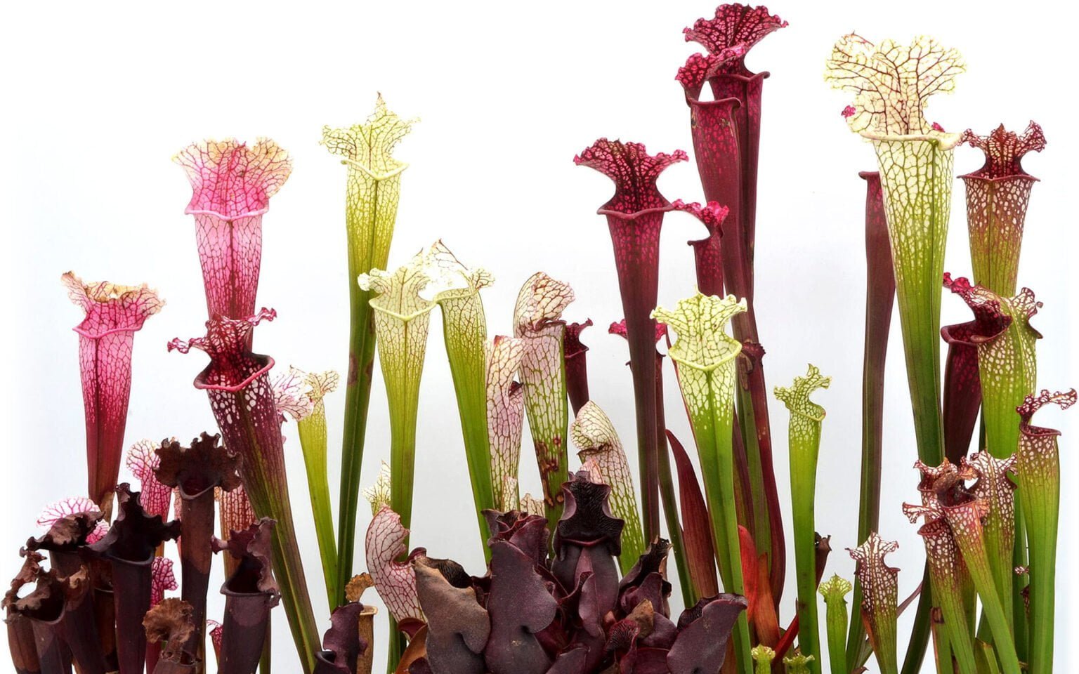Sarracenia Big collection