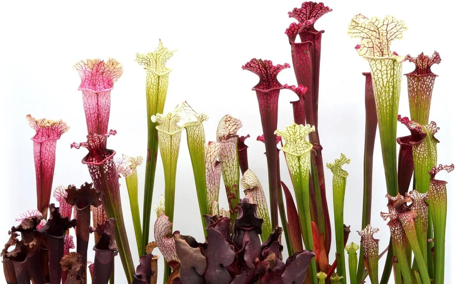 Sarracenia Big collection