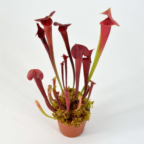 Sarracenia x "Cooked Eva"