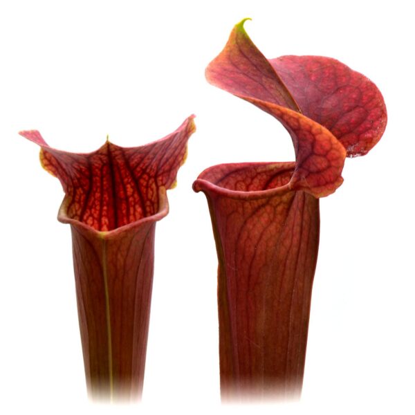 Sarracenia x "Cooked Eva"