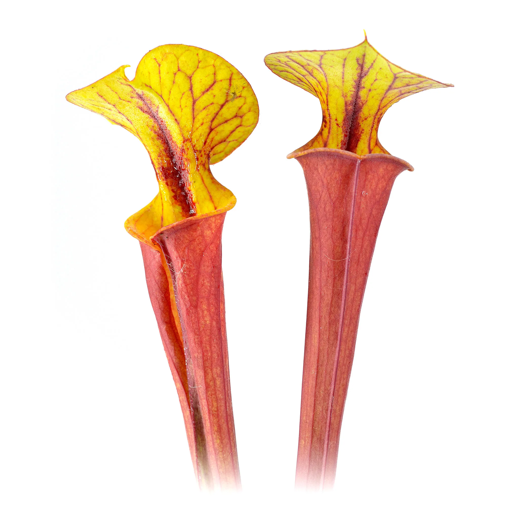 F100 MK x F112 MK DFH124