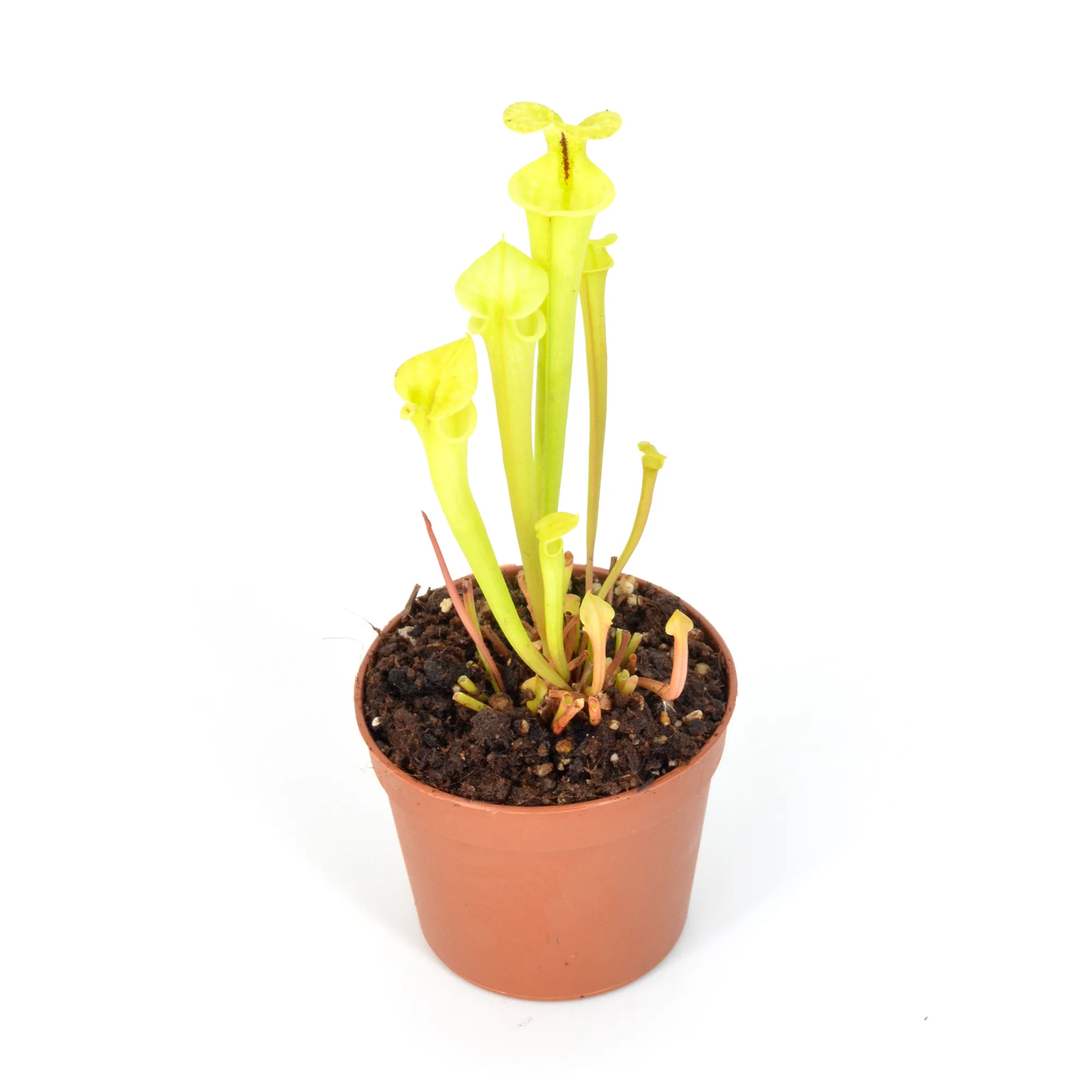 F199 MK x "Helen Mary" (A) DFH119