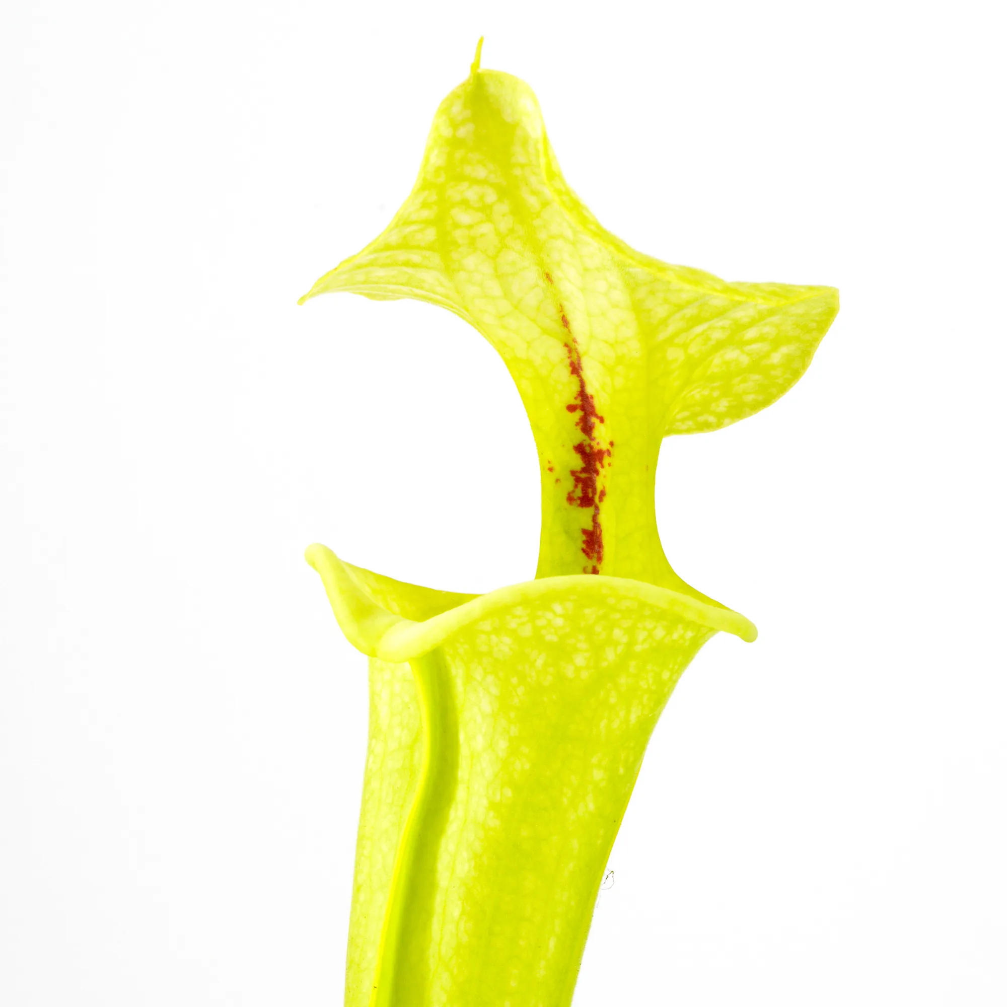 F199 MK x "Helen Mary" (A) DFH119