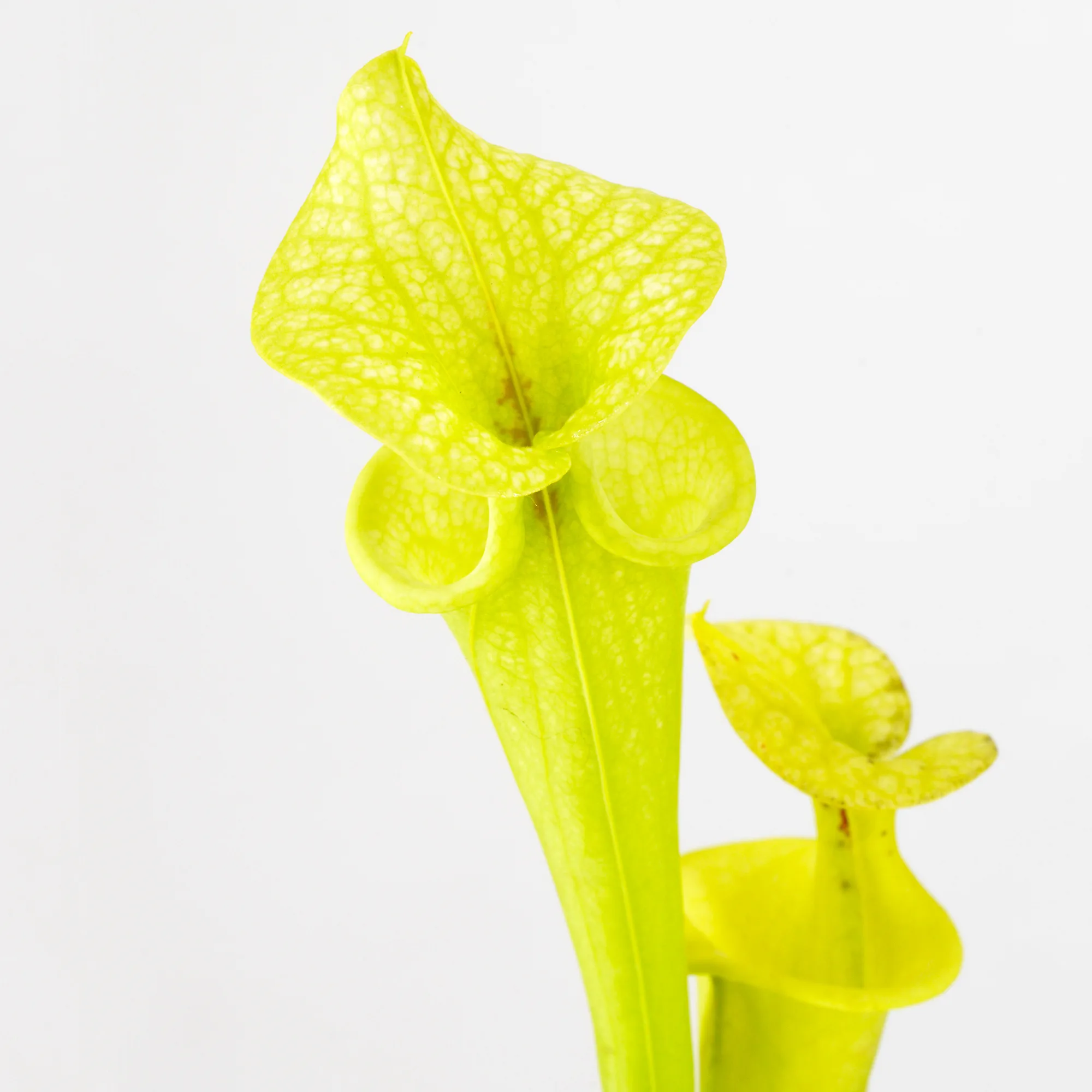 F199 MK x "Helen Mary" (A) DFH119