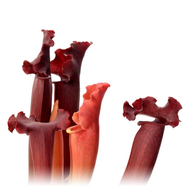 Sarracenia Hybrid 01 x Camisole #2