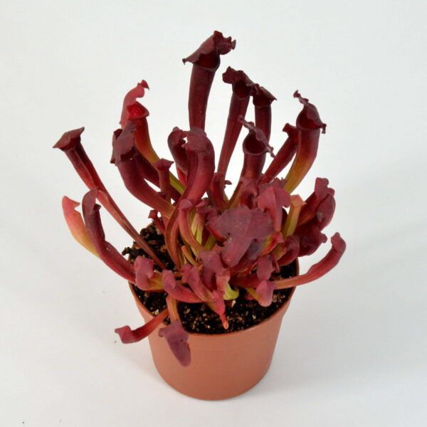 Sarracenia Hybrid 01 x Camisole #2