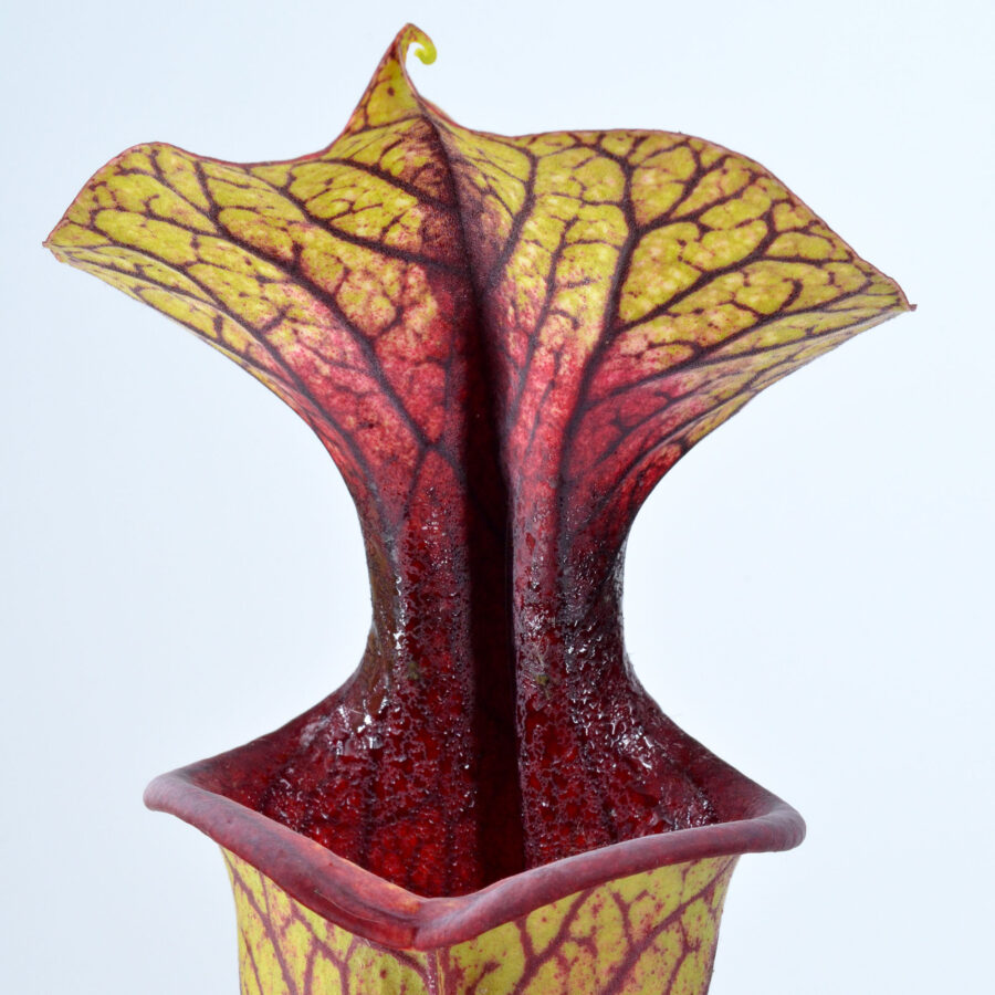 x "Magma"
