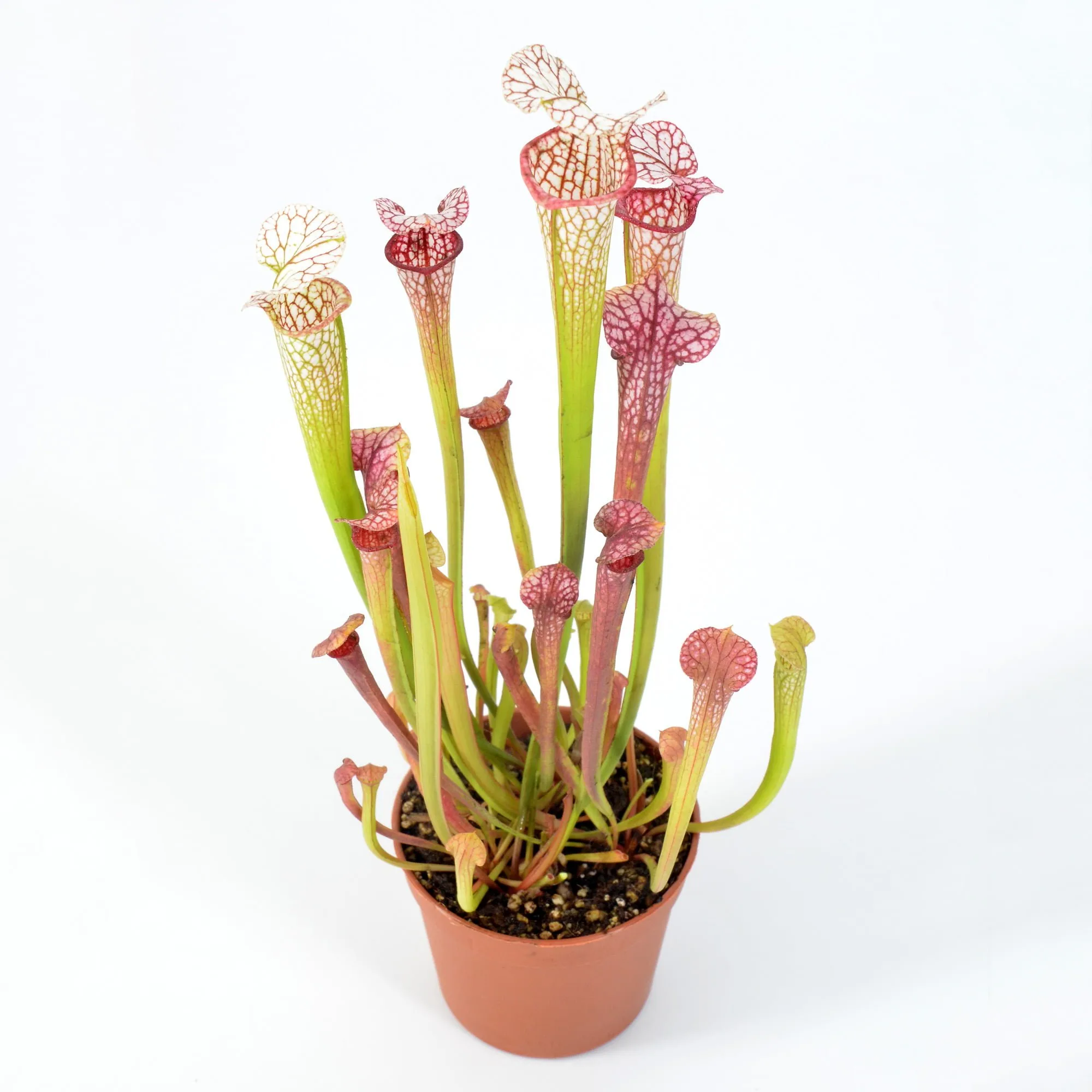 Sarracenia leucophylla (L14MK x L04MK) x Adrian Slack H113MK #1