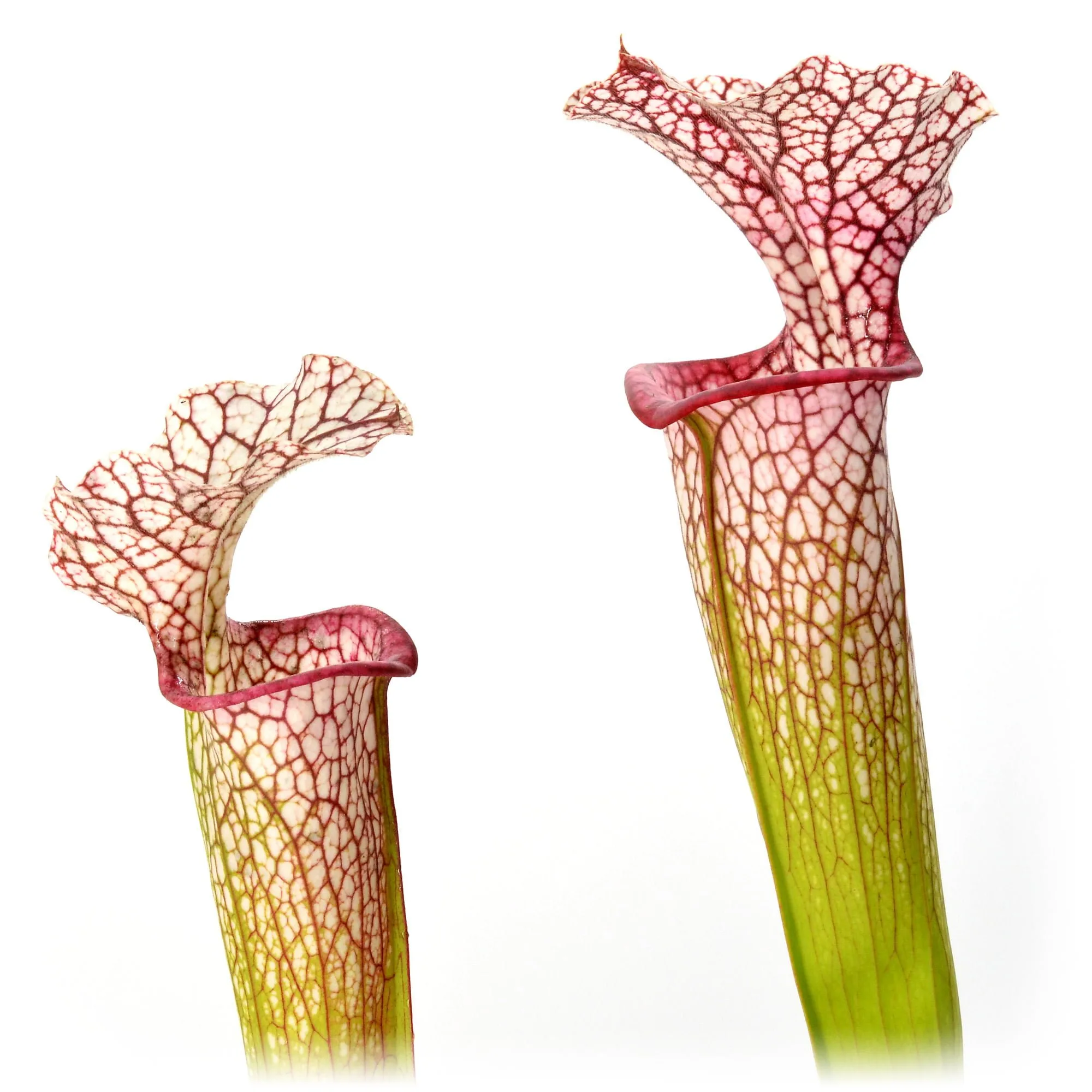 Sarracenia leucophylla (L14MK x L04MK) x Adrian Slack H113MK #1
