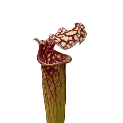 Sarracenia L18 Mk x Leah Wilkerson #7