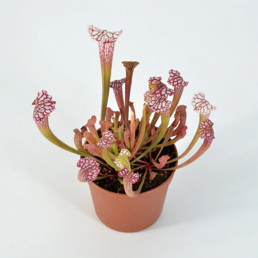 Sarracenia 'Pink Thing' x leucophylla L18 MK #2