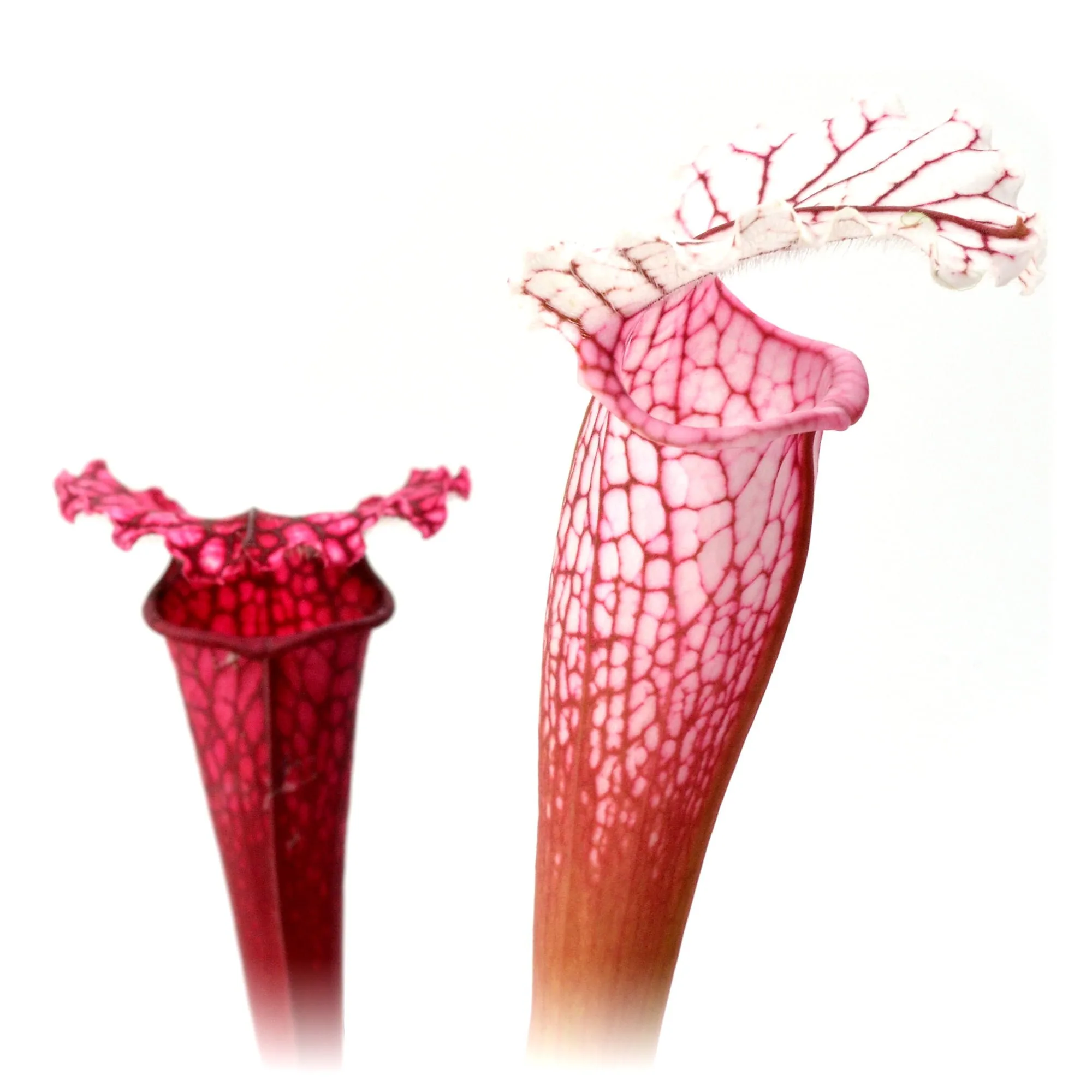 Sarracenia “Pink Thing” x leucophylla L18 MK #6