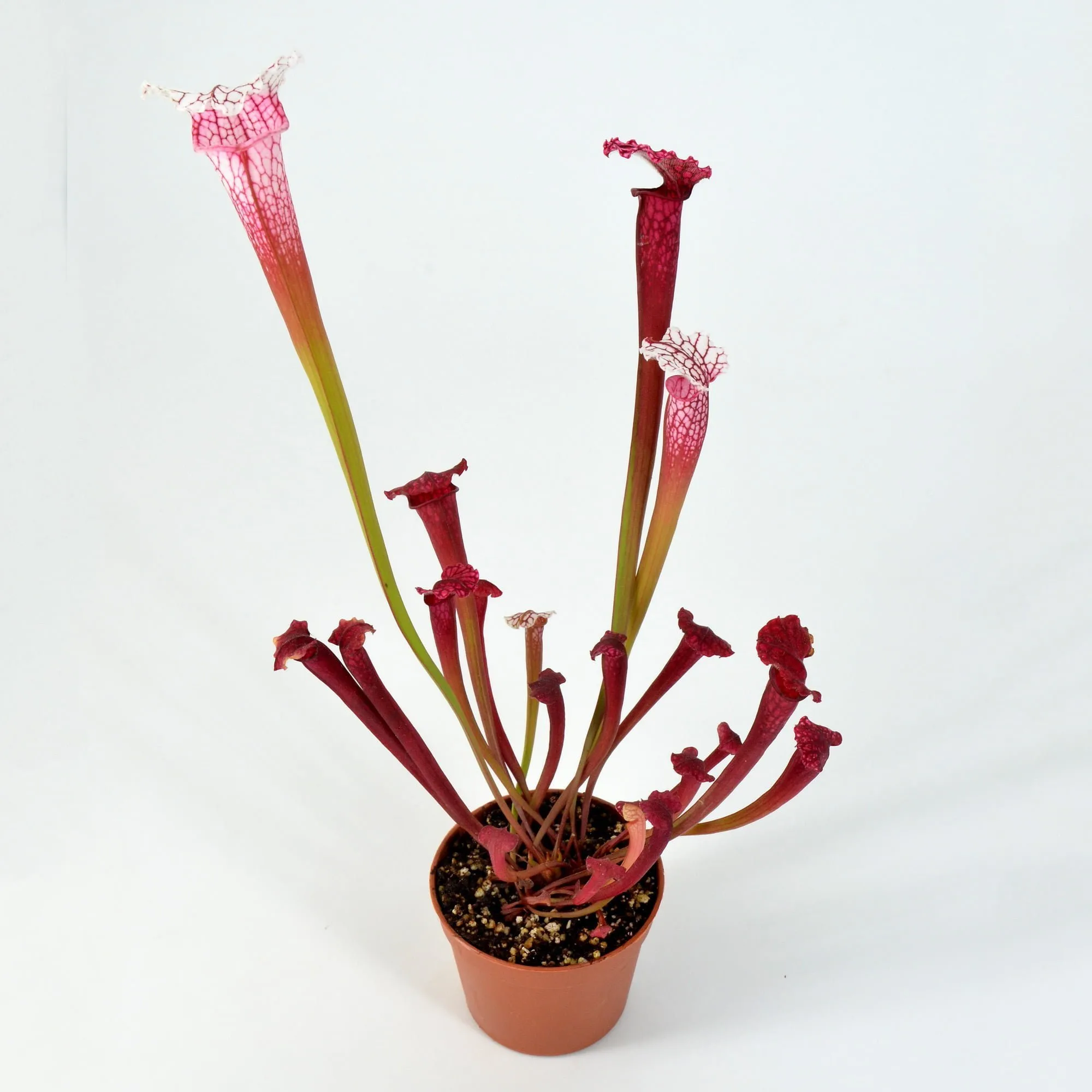 Sarracenia “Pink Thing” x leucophylla L18 MK #6