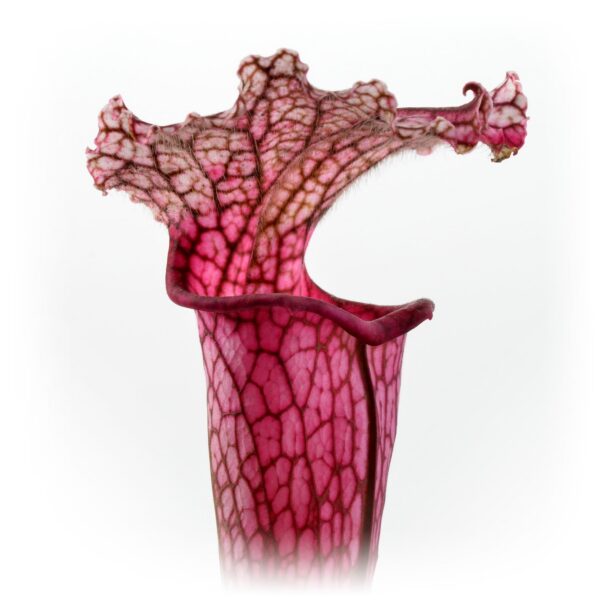 Sarracenia “Pink Thing” x leucophylla L18 MK #8