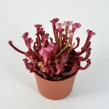 Sarracenia “Pink Thing” x leucophylla L18 MK #8