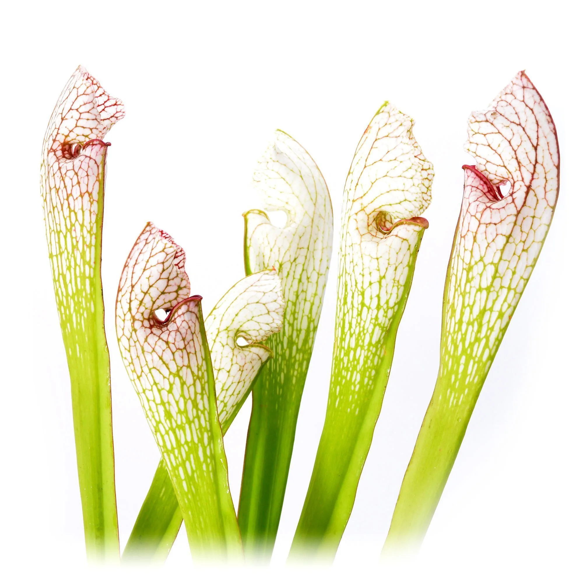 Sarracenia Pseudo Judy x leucophylla #3