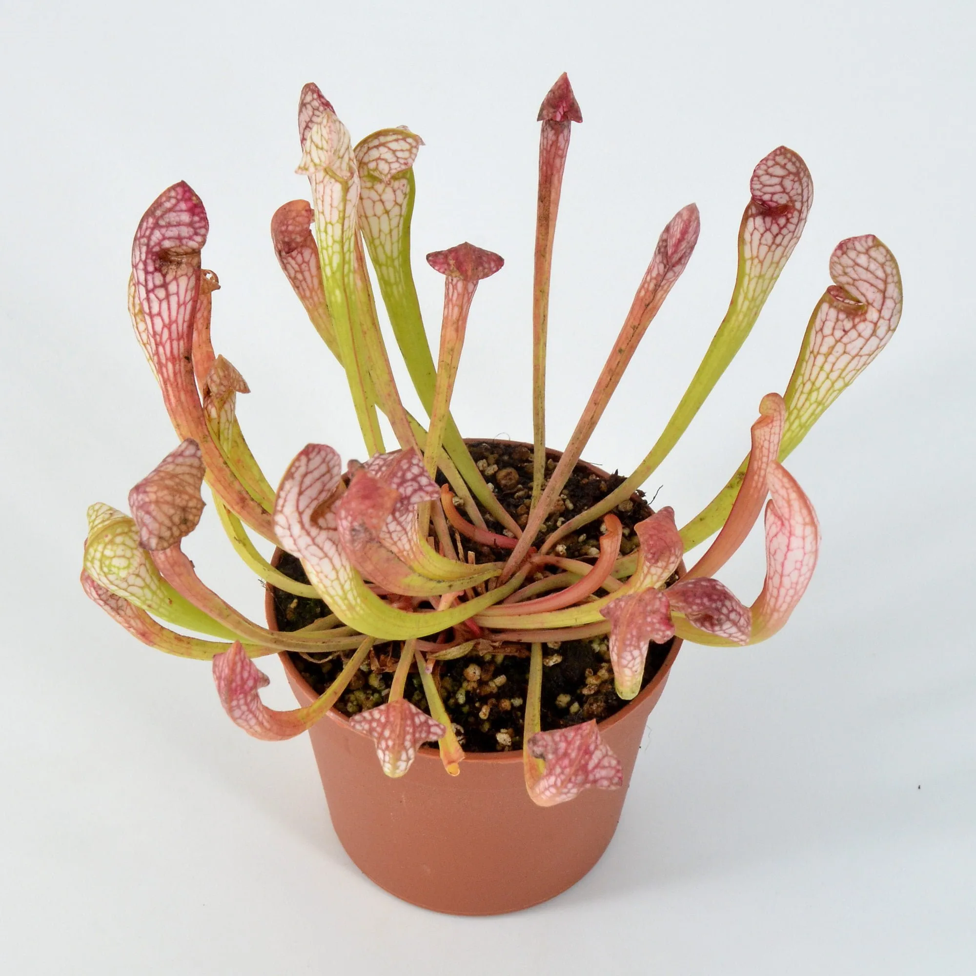 Sarracenia Pseudo Judy x leucophylla #3