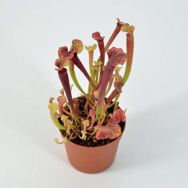 Sarracenia ‘Wilkerson White Knight’ H211 MK x “Wilkerson Red” #4