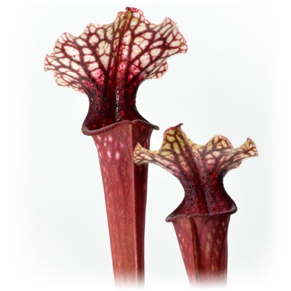 Sarracenia ‘Wilkerson White Knight’ H211 MK x “Wilkerson Red” #4