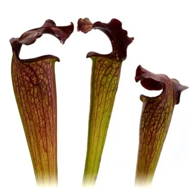 Sarracenia alata A30MK x Lynda Butt