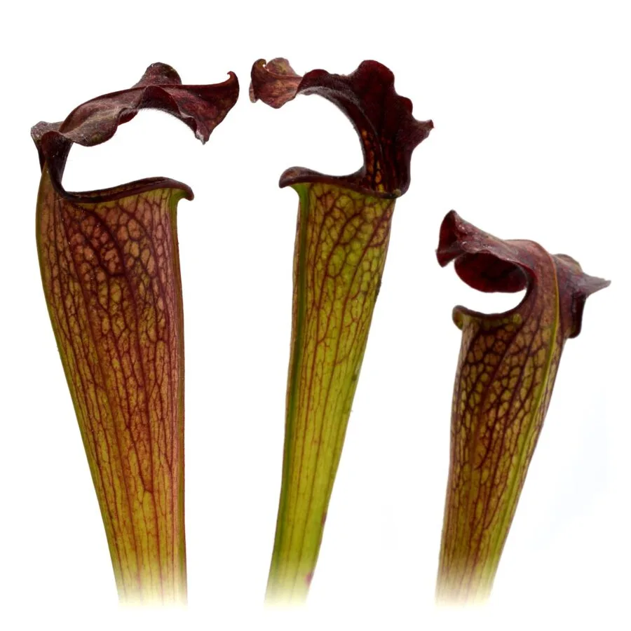 Sarracenia alata A30MK x Lynda Butt