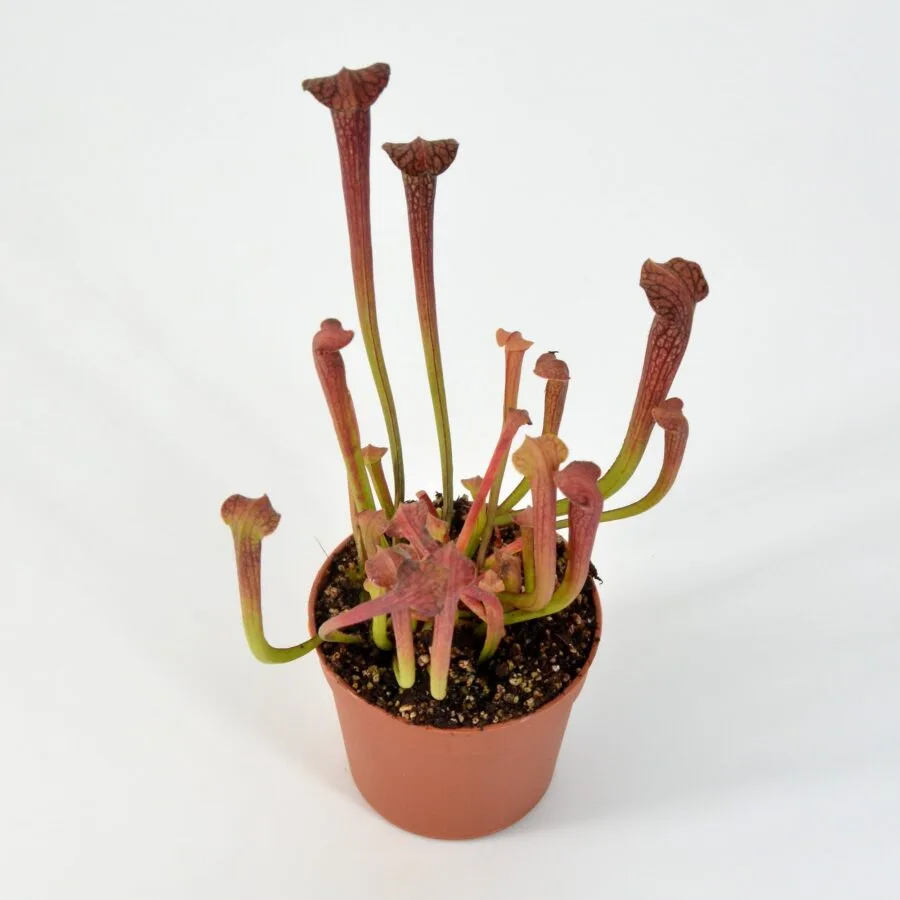 Sarracenia alata A30MK x Lynda Butt