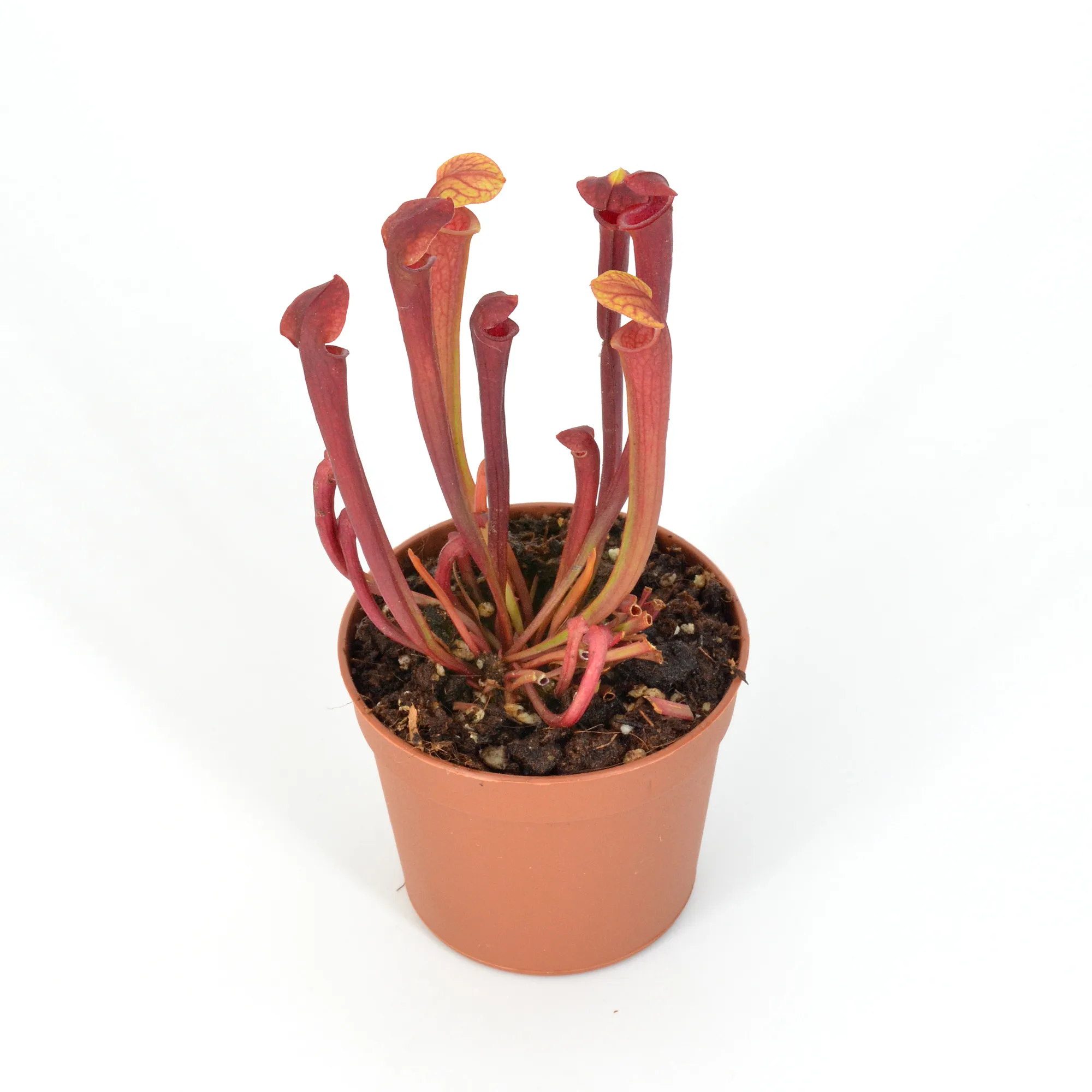 Sarracenia atropurpurea Red x H01 MK DFH1