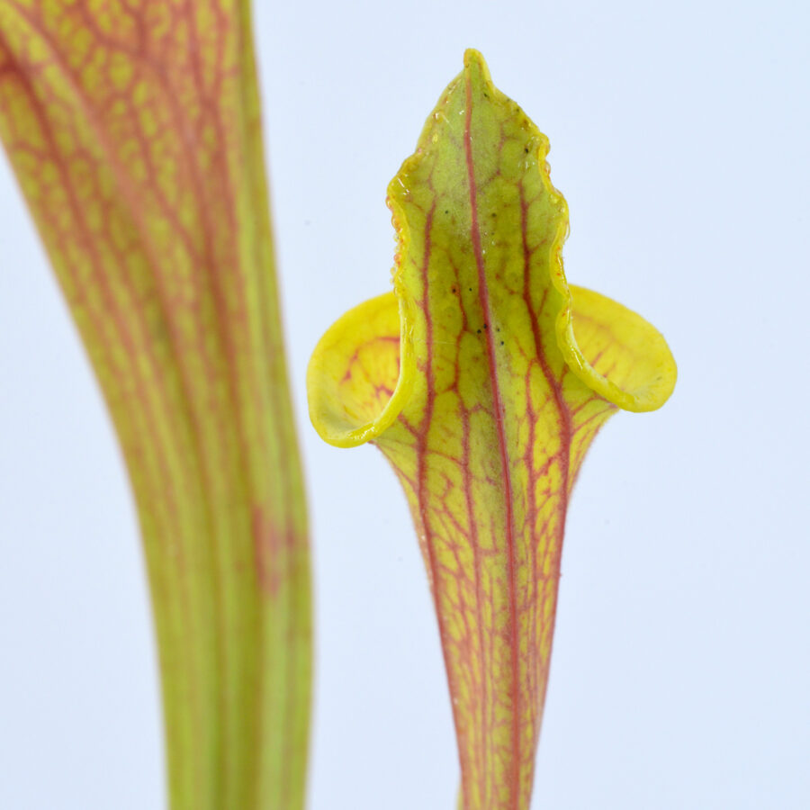 flava var. rubricorpora 'Claret' F25C MK x self DFR2