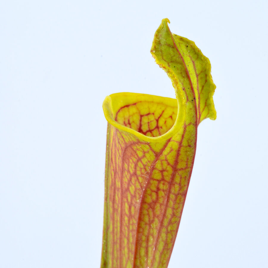 flava var. rubricorpora 'Claret' F25C MK x self DFR2