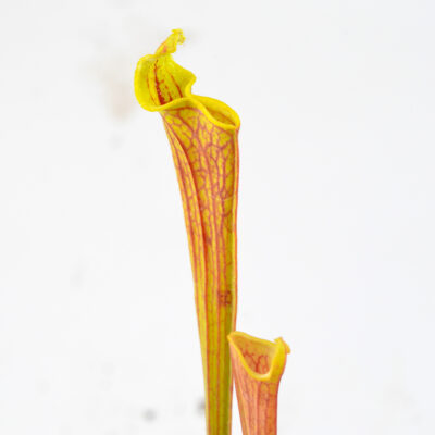 flava var. rubricorpora 'Claret' F25C MK x self DFR2