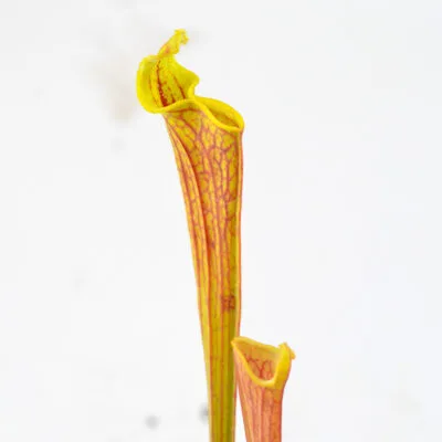 flava var. rubricorpora 'Claret' F25C MK x self DFR2