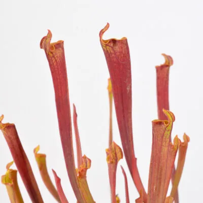 Sarracenia flava var. rubricorpora lidless #14 DFR4