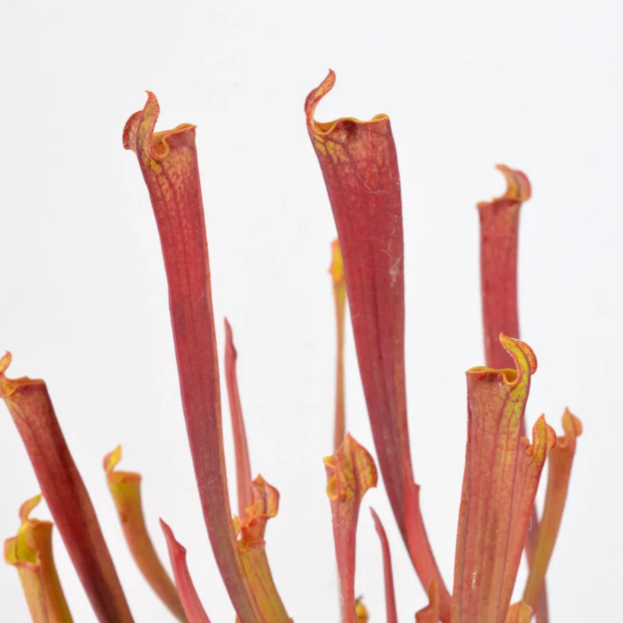 Sarracenia flava var. rubricorpora lidless #14 DFR4