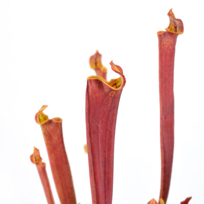 Sarracenia flava var. rubricorpora lidless #7 DFR8