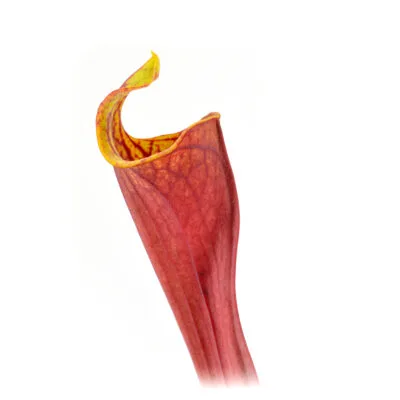 flava var. rubricorpora 'Claret' F25C MK x self DFR9   