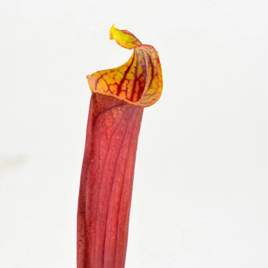 flava var. rubricorpora 'Claret' F25C MK x self DFR9   flava var. rubricorpora lidless #8