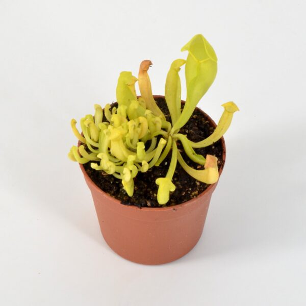 Sarracenia heterophylla