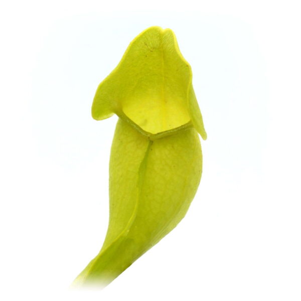 Sarracenia heterophylla