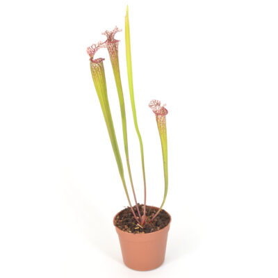 Sarracenia leucophylla "Whitney" x moorei 'Adrian Slack' [Milton area of western Florida] H113 MK DFH34