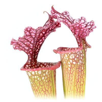 Sarracenia leucophylla ‘Cronus’ L47 MK x moorei ‘Adrian Slack’ [Milton area of western Florida] H113 MK DFH104