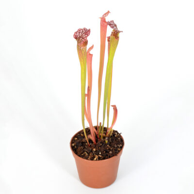 Sarracenia leucophylla ‘Cronus’ L47 MK x moorei ‘Adrian Slack’ [Milton area of western Florida] H113 MK DFH104