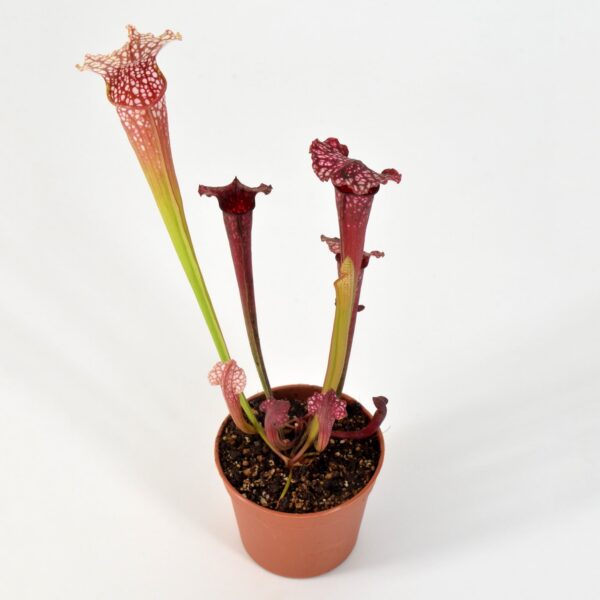 Sarracenia leucophylla Diana whittakeri x Rudolf II 1