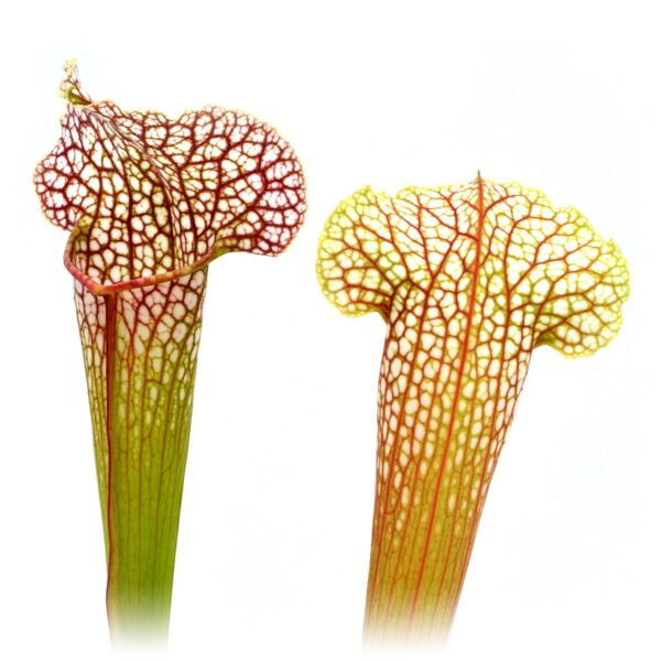 Sarracenia leucophylla Diana whittakeri x Rudolf II 1