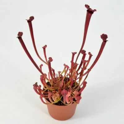 Sarracenia leucophylla L18MK x Moorei All Red Diflora Giant