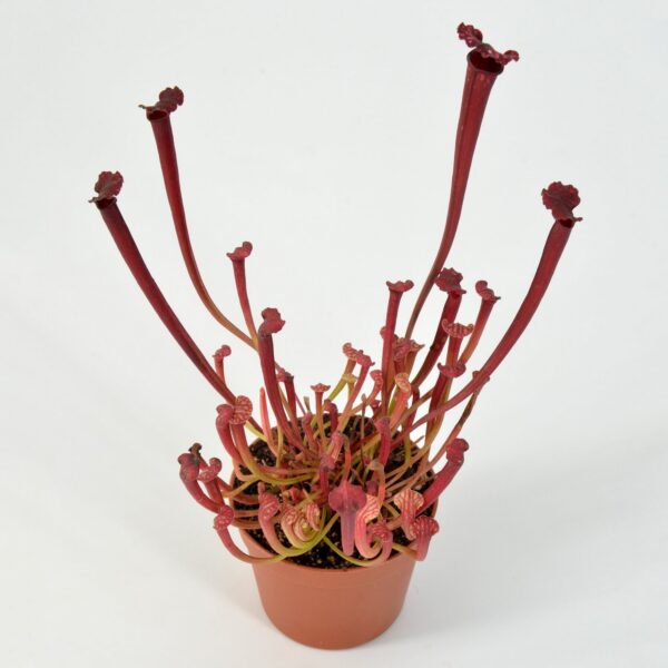 Sarracenia leucophylla L18MK x Moorei All Red Diflora Giant