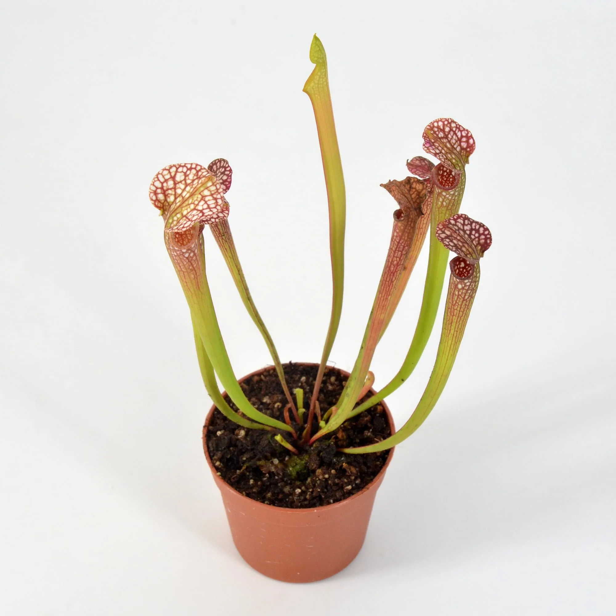 Sarracenia leucophylla L19 MK x Adrian Slack H113MK #4