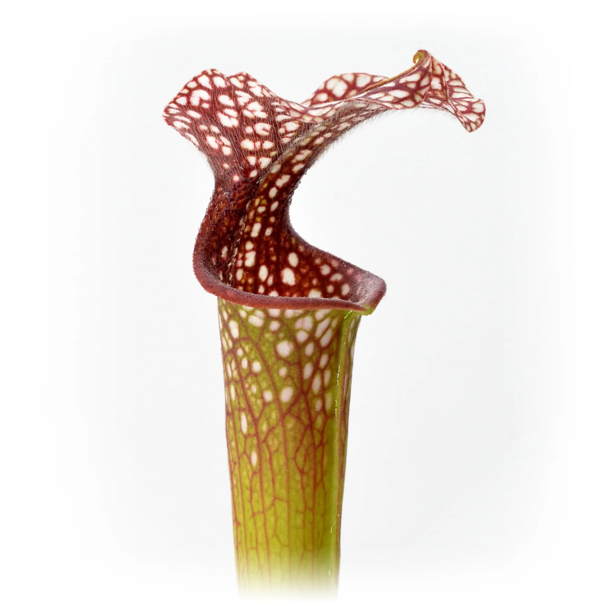 Sarracenia leucophylla L19 MK x Adrian Slack H113MK #4